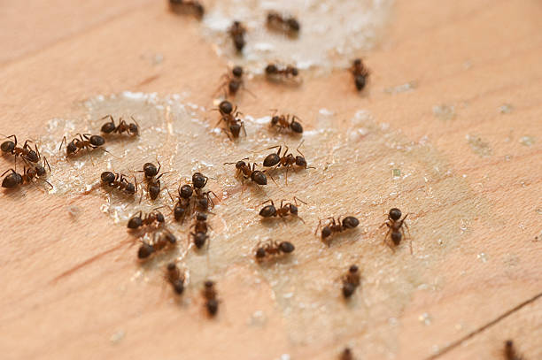 Reliable Pleasant Prairie, WI Pest Control Solutions